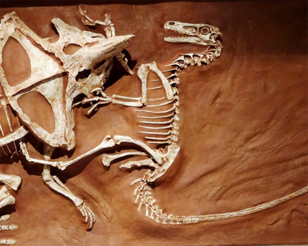 velociraptor battling protoceratops