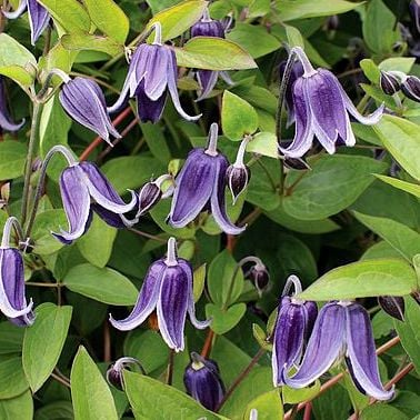 Clematis Integrifolia "Fascination." Pic borrowed from www.shootgardening.co.uk