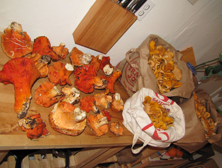 chanterelles and lobster mushrooms