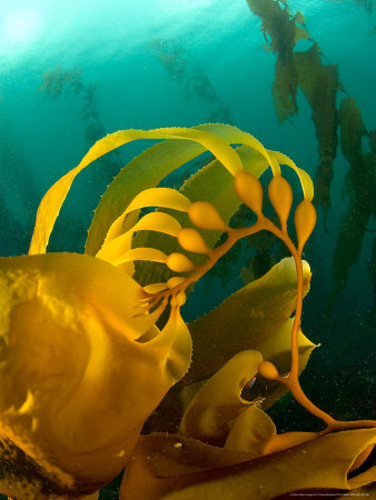 Giant kelp forest photo by Tobias Bernhard