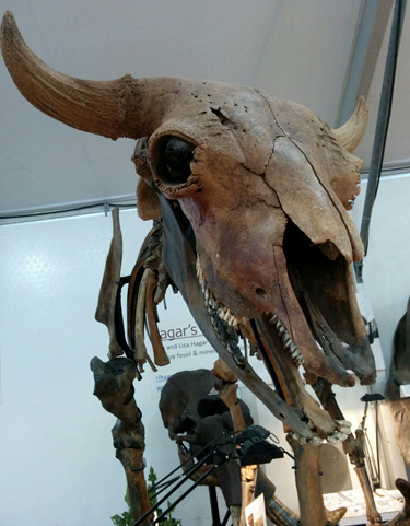 aurochs_skeleton