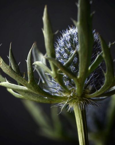 Sea Holly Photo by @BobandMarge on Instagram